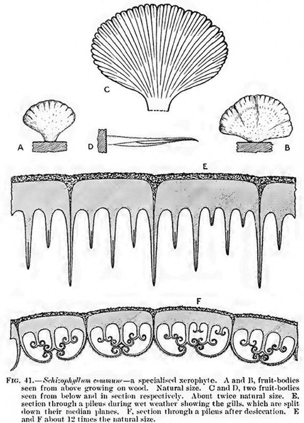 Schizophyllum commune, ilustracija Buller 1909