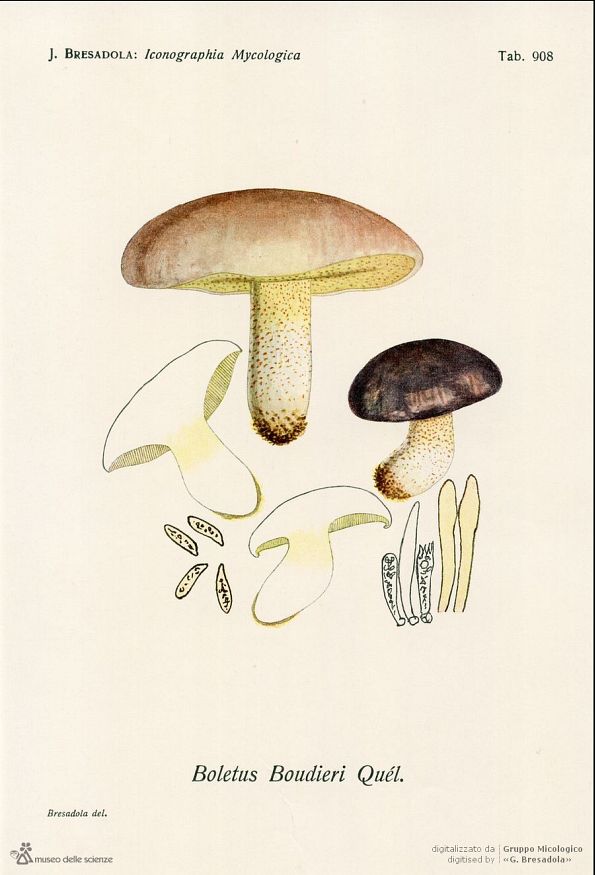 Suillus boudieri, Bresadola ilustracija