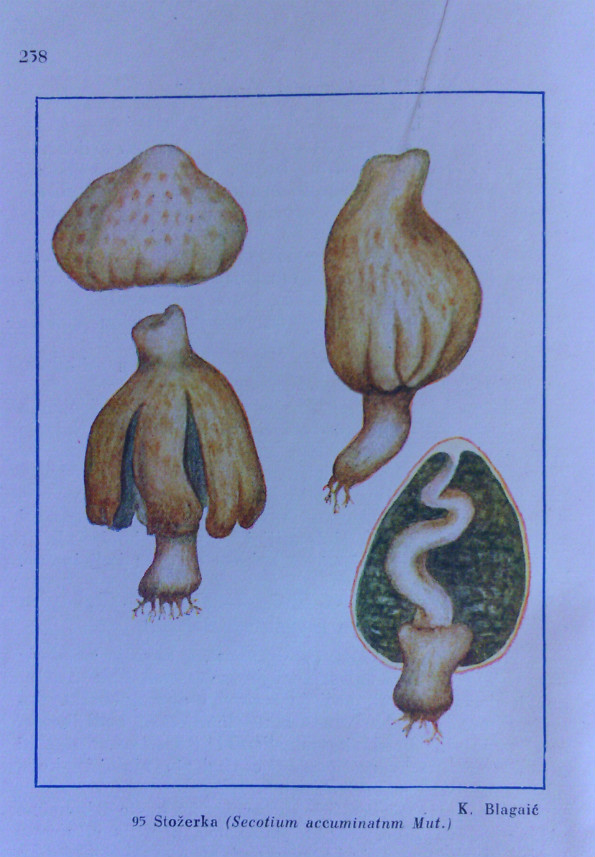 Gljive naših krajeva, Blagajić, Secotium accuminatum ilustracija