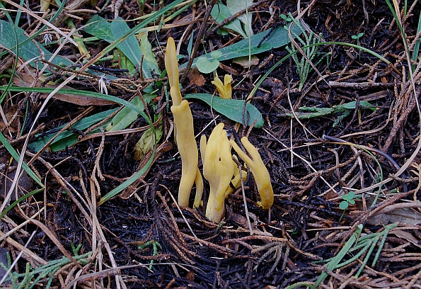 Clavulinopsis helvola, livadska kijačica, žućkasta kijačica