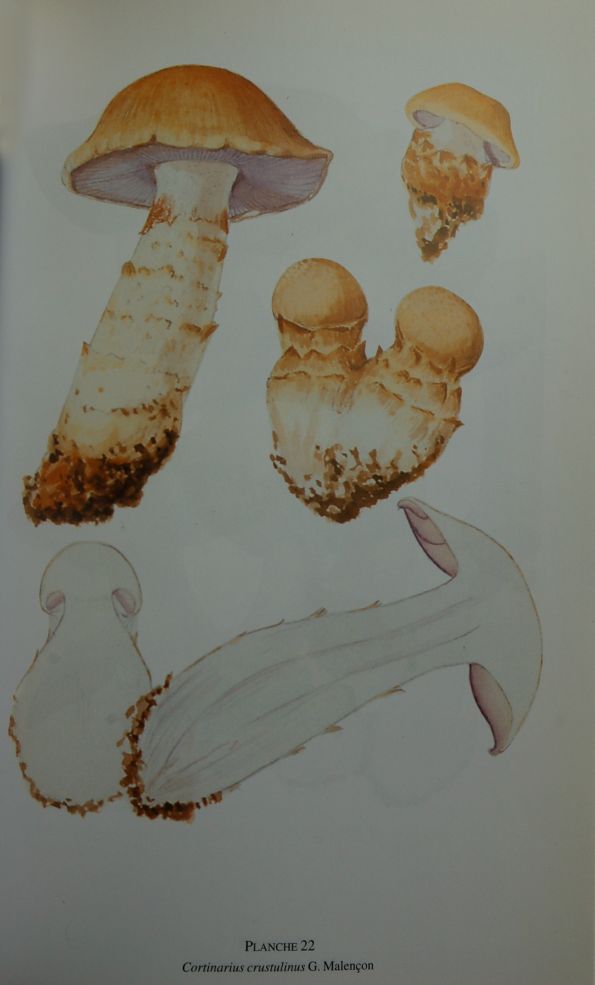 Cortinarius crustulinus, Malençon planche 22