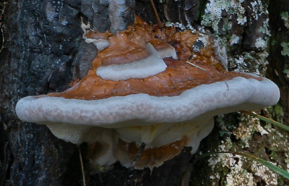 Fomitopsis pinicola, borova kopitarka, smrekina kopitarka