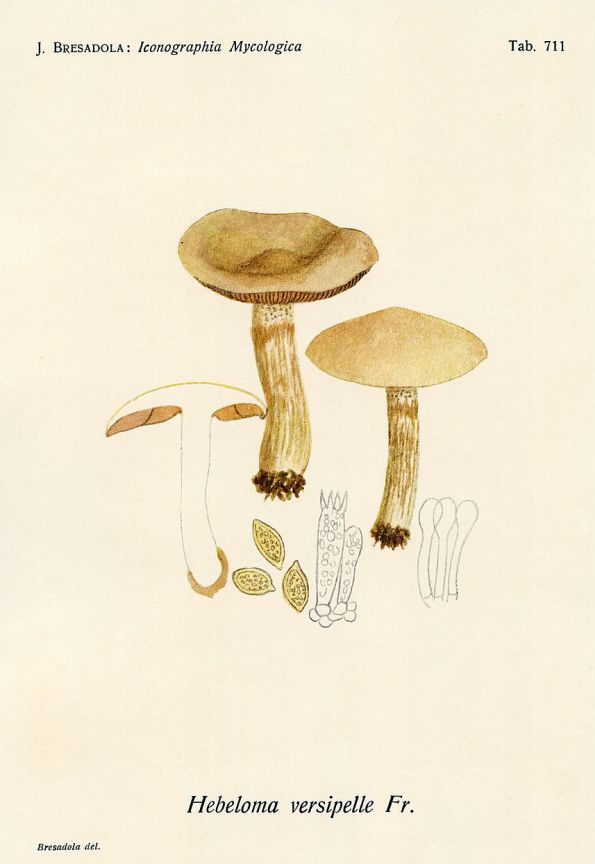 Hebeloma versipelle, Bresadola, Iconographia Mycologica