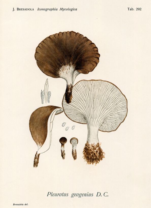 Hebeloma versipelle, Bresadola, Iconographia Mycologica