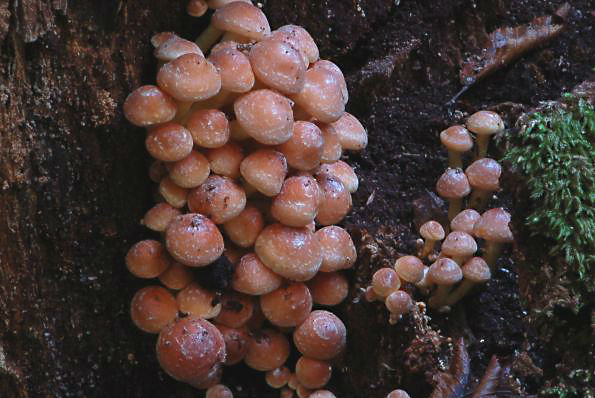 Hypholoma lateritium, crvenkasta panjevčica