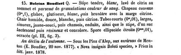 Suillus boudieri, original description